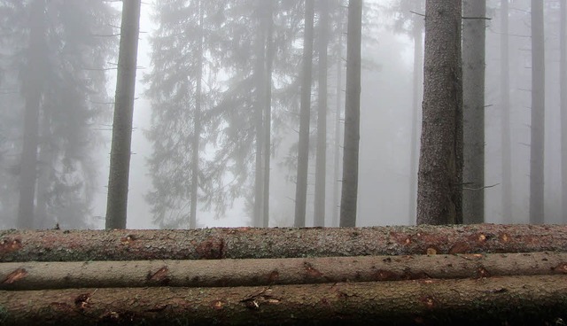 Ein Plus bescherte der Wald der Mnstertler Gemeindekasse.   | Foto: Markus Hringer