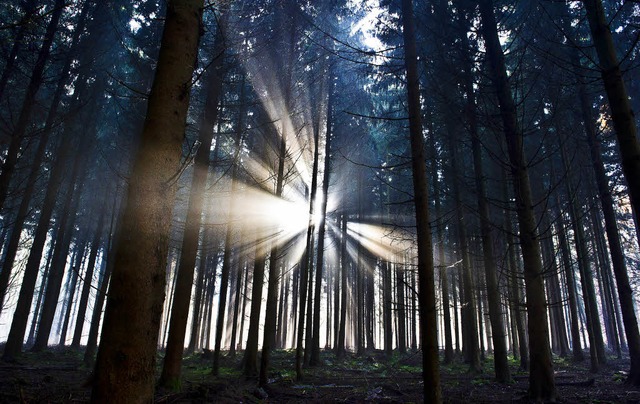 Mehr Licht als Schatten gibt&#8217;s derzeit im Hotzenwlder Forst.  | Foto: dpa