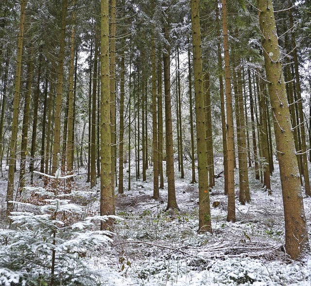 Mehr Geld wird 2014 in die Pflege des ...war den Gewinn, nutzt aber der Natur.   | Foto: Juliane Khnemund