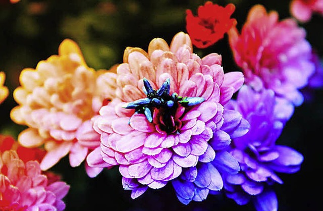 Das Siegerbild des Chrysanthema-Wettbewerbs   | Foto: Melissa Kretschmer