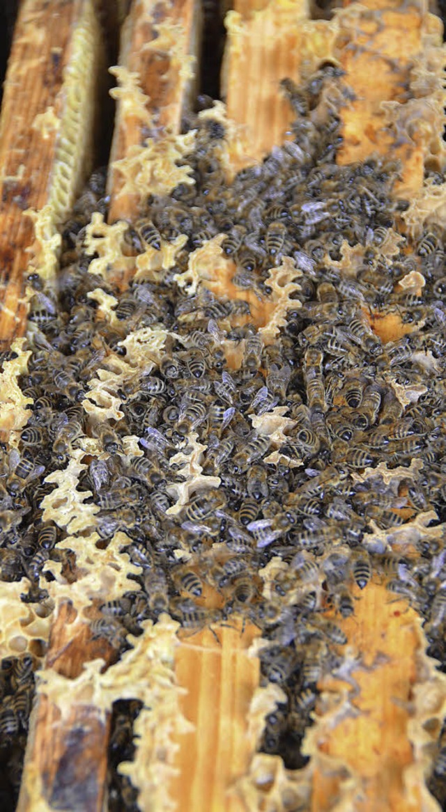 Bienenvolk in der Winterpause   | Foto:  Umiger