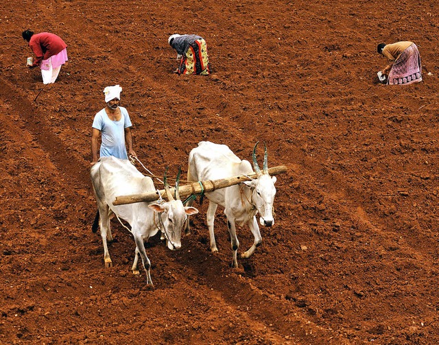 Indiens Regierung will Bauern wie dies...tstreitpunkte bei Welthandelsrunden.    | Foto: dpa
