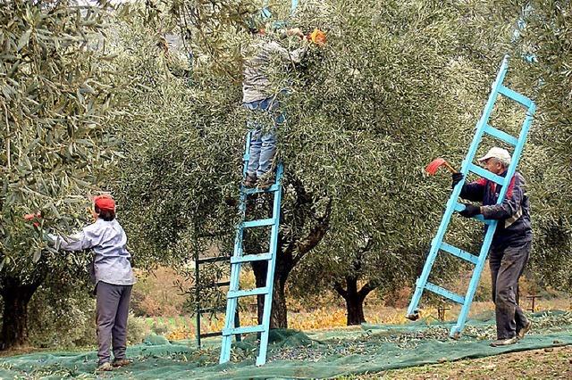 Führen teure Olivenöle Griechenland aus der Rezession?