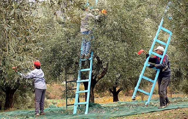 Olivenernte im Sden Griechenlands   | Foto: dpa