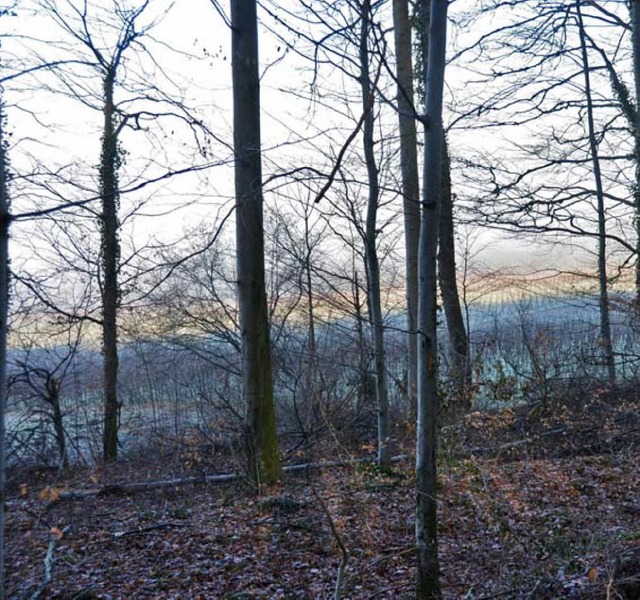Eichen und Buchen prgen den Steinackerwald.   | Foto: Umiger