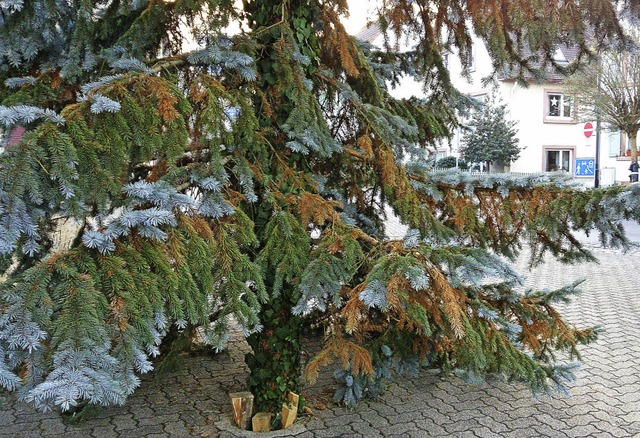 Weihnachtsbaum in Stetten   | Foto: Trenz