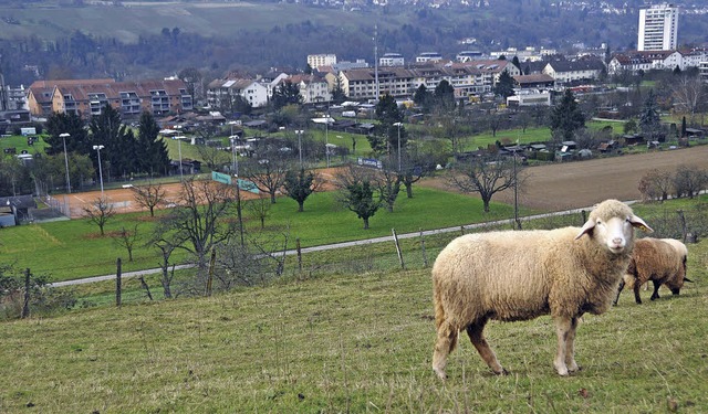 Das Stettenfeld unweit der Grenze zu L...bis 600 neue Wohnungen gebaut werden.   | Foto: daniel Gramespacher