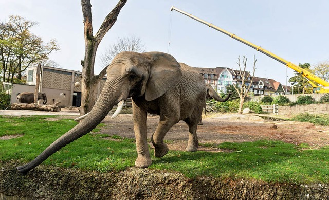 Die Vorarbeiten fr eine neue Elefante...im &#8222;Zolli&#8220; laufen bereits.  | Foto: Zoo Basel