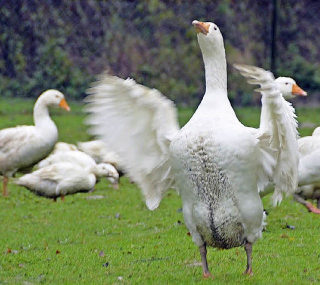 Hat (noch) gut Flgelschlagen: eine Gans vom Martinshof in Ihringen   | Foto: Anita Fertl