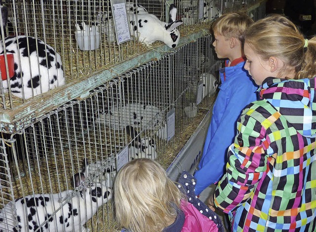 Dalmatiner-Rexkaninchen erregten Aufmerksamkeit in der Nimberghalle.   | Foto: Karlernst Lauffer