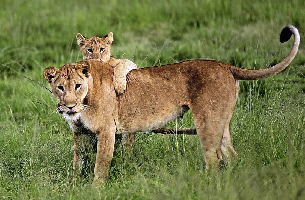 Faszination Uganda Rust Badische Zeitung