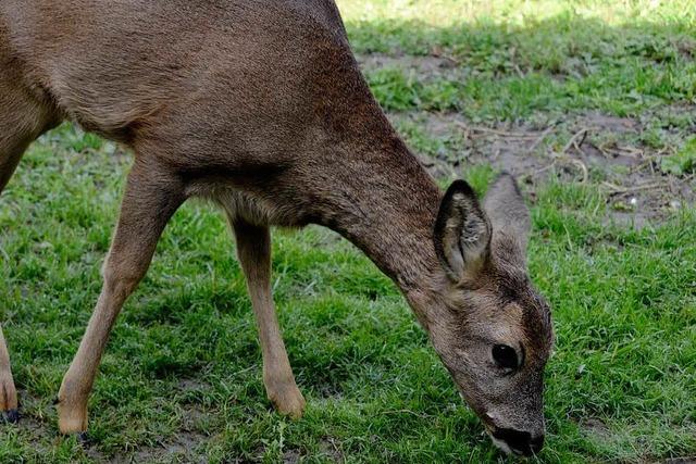 Unbekannte legt Reh mit drei gebrochenen Lufen im Rebberg ab