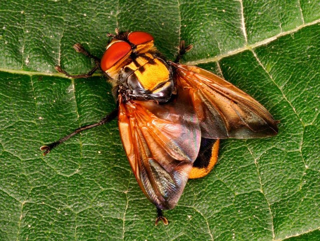 Die mnnliche Goldschildfliege ist eine der schnsten Fliegen.   | Foto: dpa