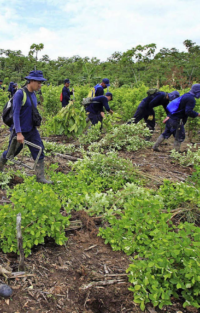 Arbeiter ernten Kokapflanzen, die zur ...em verkauft auch die FARC die Droge.    | Foto: dpa