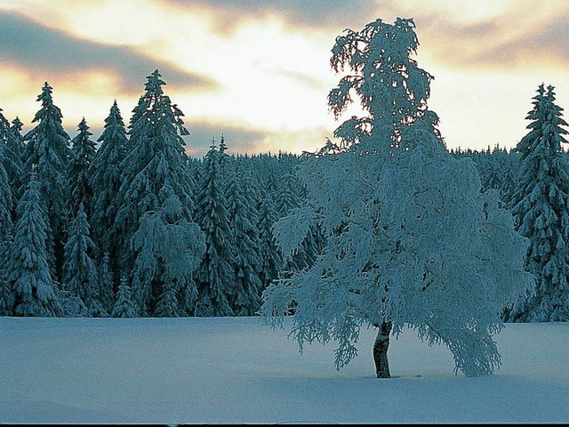 Der Schwarzwald ist auch im Winter ein...srael und den arabischen Golfstaaten.   | Foto: naturschutzzentrum ruhestein