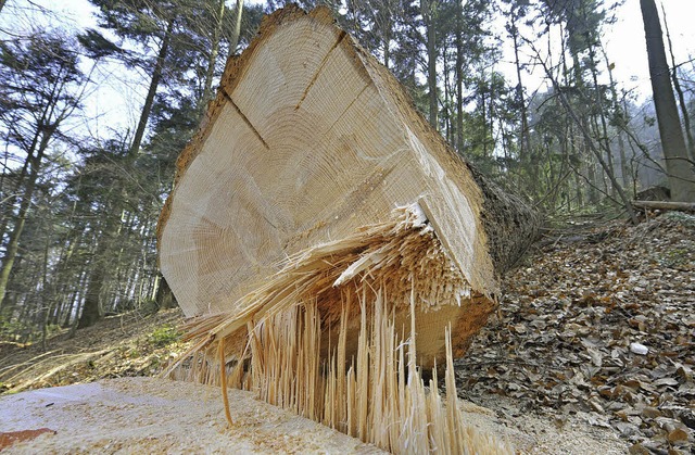 Der Holzpreis klettert weiter, auch f...chwarzen Null&#8220; im Gemeindewald.   | Foto: Michael Bamberger