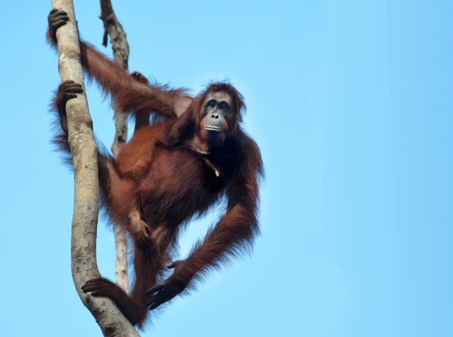 Alles im Griff: Die Orang-Utan-Mutter ...ges  halten Ausschau nach den Bananen.  | Foto: Susanne Ehmann