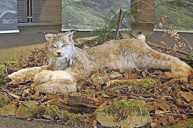 Luchse in Ausstellung am Feldberg zu sehen