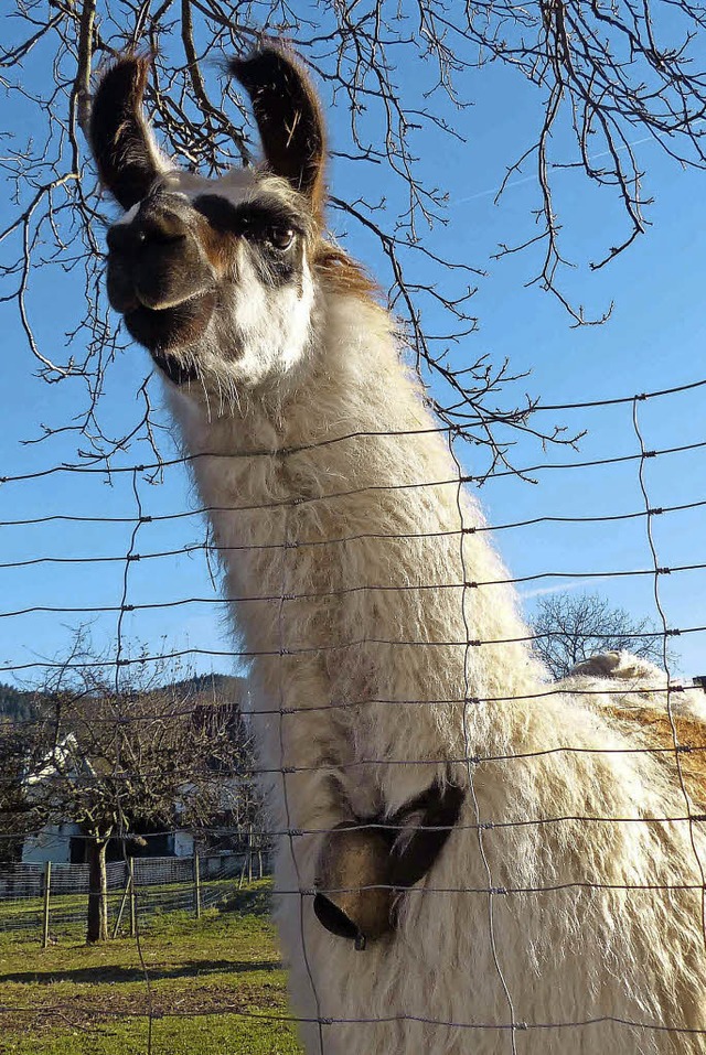 Das Lama Mariella schaut sich das Treiben vor dem Gehege an  | Foto: Barbara Odrich-Rees