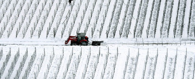 Die Winzer sollen ihre betrieblichen S... wirtschaftlicher arbeiten zu knnen.   | Foto: dpa