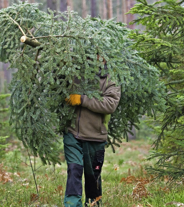 Auf diesem Weg kommen die wenigsten We...ume direkt ins heimische Wohnzimmer.   | Foto: DPA