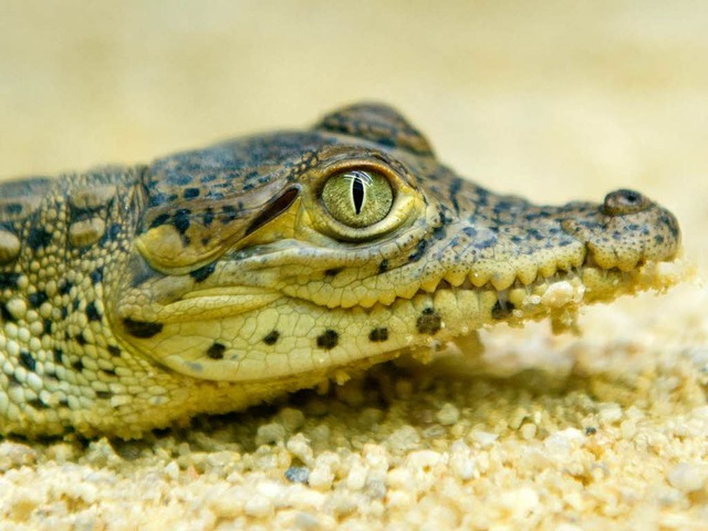 Das Wort GroKo erinnert an ein Krokodil.  | Foto: dpa