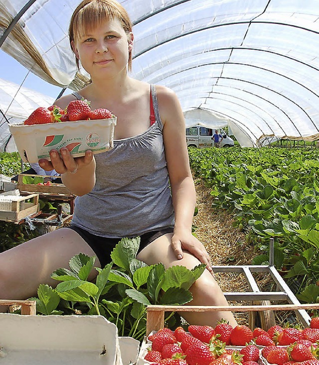 Im Mindestlohn fr Erntehelfer sehen Obstbauern einen Wettbewerbsnachteil.   | Foto: Archivfoto: Seller