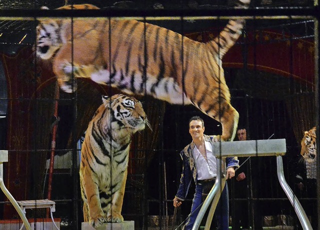 Der deutsche Star-Dompteur Christian Walliser mit seinen Tigern.   | Foto: Barbara Ruda