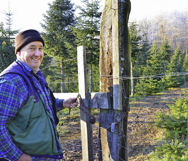 Matthias Kaiser an der Baumplantage in... zwei- und vierbeinigen Diebe schtzt.  | Foto: Martina Proprenter