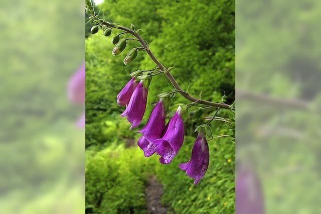 Wandern auf schmalen Pfaden