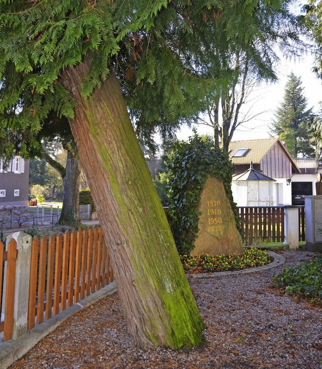 Nicht mehr standsicher: eine der beiden  Zedern am Kanderner Stadtstein   | Foto: Markus Maier