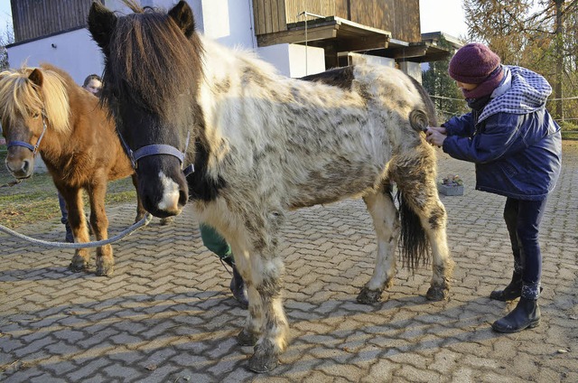 Baldur heit das neue Therapiepferd de...ihnachtsaktion gekauft werden konnte.   | Foto: Britta Wieschenkmper