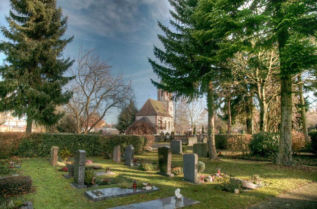 Diese Bume auf dem Mahlberger Friedhof sollen gefllt werden.  | Foto: Sandra Decoux-Kone