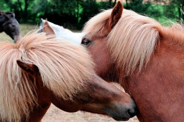 Pferdeherpes auf Reiterhof im Nordschwarzwald