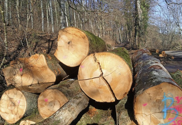 Der Holzeinschlag ist das magebende K...schaftliche Ergebnis des Stadtwaldes.   | Foto: Dietmar Noeske