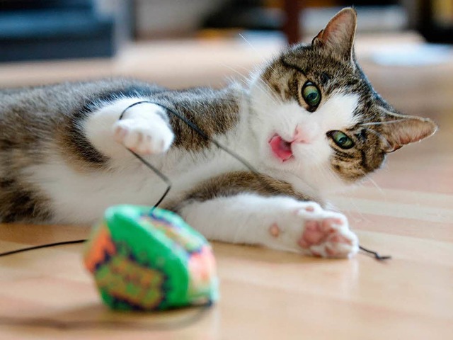 Katzen sind oft sehr verspielt.   | Foto: dpa-tmn