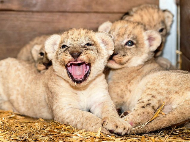 Gut gebrllt, Lwe: Noch haben die vier Lwenbabys keine Zhne.  | Foto: Zoo Basel