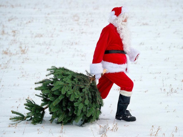 Dass der Weihnachtsmann den Weihnachts...Landwirte, die Nordmanntannen zchten.  | Foto: dpa