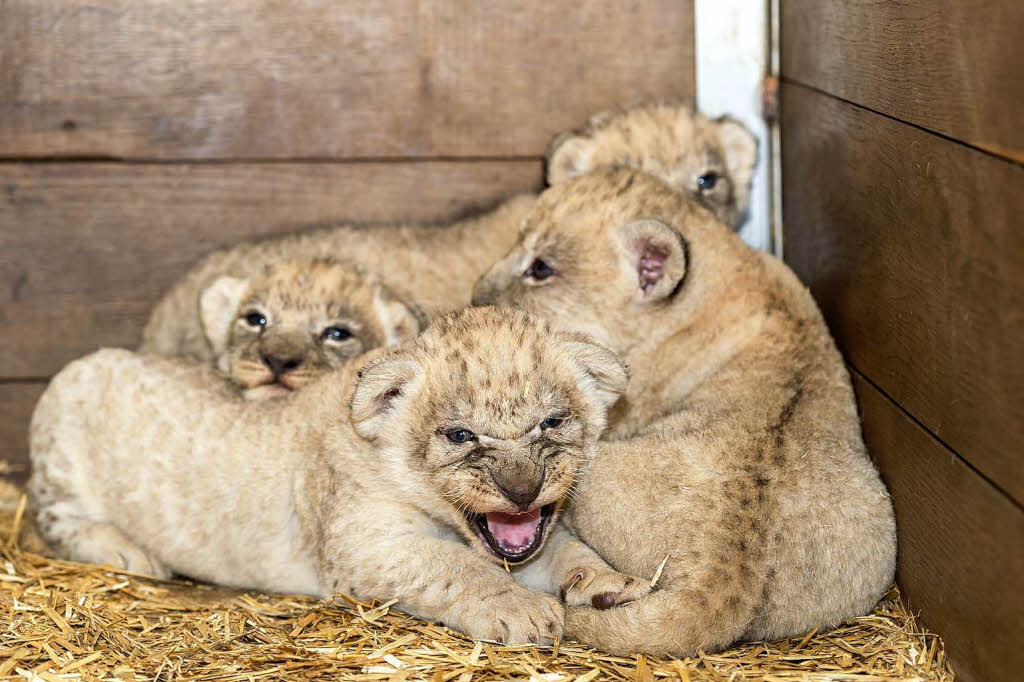 Die kleinen Lwenmnnchen balgen und kuscheln gerne miteinander in ihrer Wurfbox.