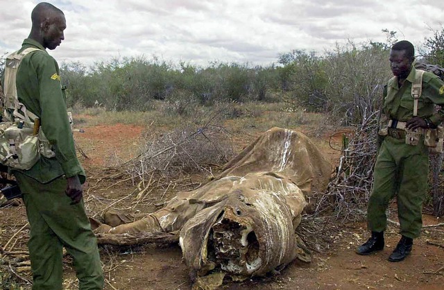 Parkranger  vor dem Kadaver eines Elef...den Wilderer  in Kenia gettet haben.   | Foto: dpa/afp