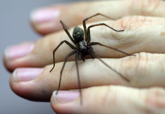 Spinnen rhren bei vielen Menschen an Urngste.   | Foto: dpa