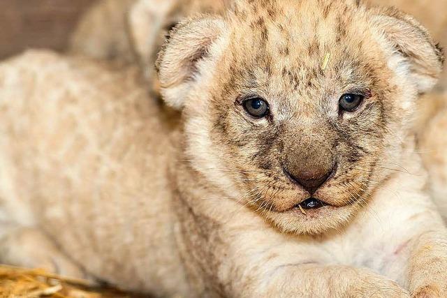 Wie geht es weiter mit den Lwenbabys im Basler Zoo?