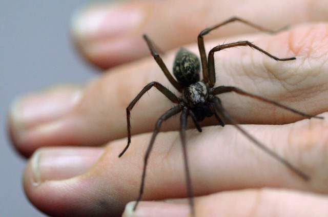 Spinnen rhren an die Urngste vieler Menschen.   | Foto: dpa