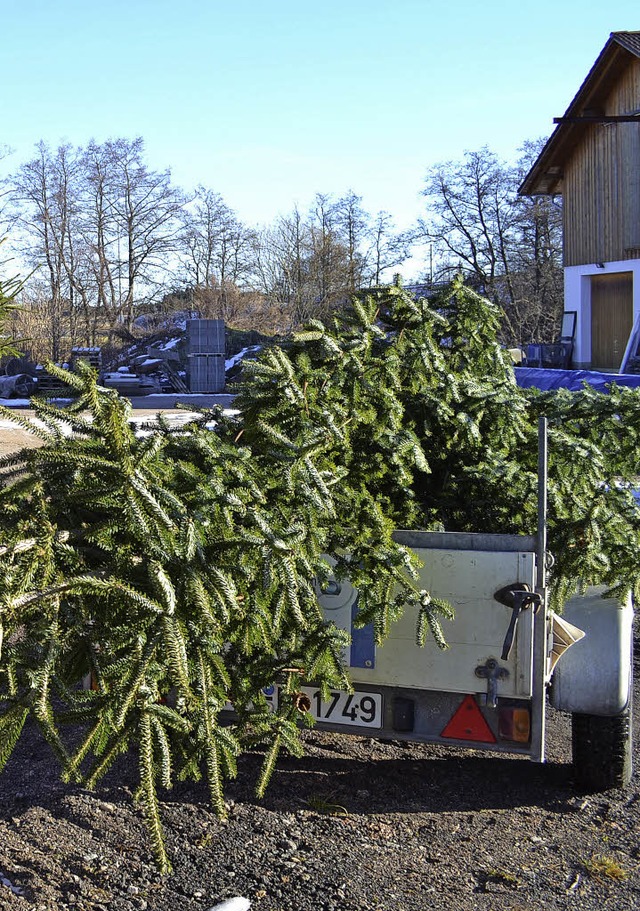 Christbume warten im Zwischenlager im Gemeindebauhof auf den Verkauf.   | Foto: Liane Schilling