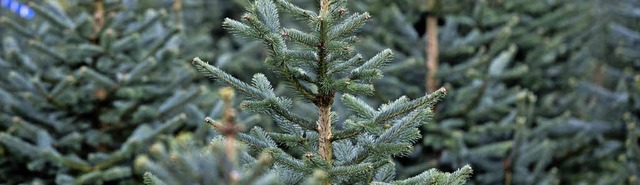 Groe und kleine, buschige und schmale...jedes Jahr Tannen aus dem Schwarzwald.  | Foto: dpa