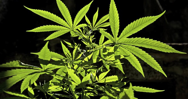 Cannabis in groen Mengen haben die An...cht, nach Deutschland zu schmuggeln.    | Foto: afp