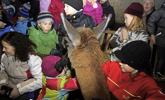 Stallweihnacht mit Lamas und Schafen: ...nst in Bethlehem gefhlt haben mgen.   | Foto: Heiner Fabry