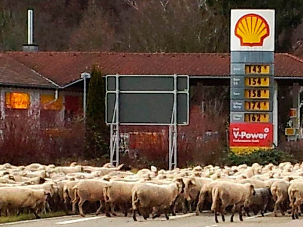 Januar: Eine Schafherde mit weit ber 500 Tieren  legte beim berqueren der Strae zwischen Gutach und Bleibach den Verkehr lahm.