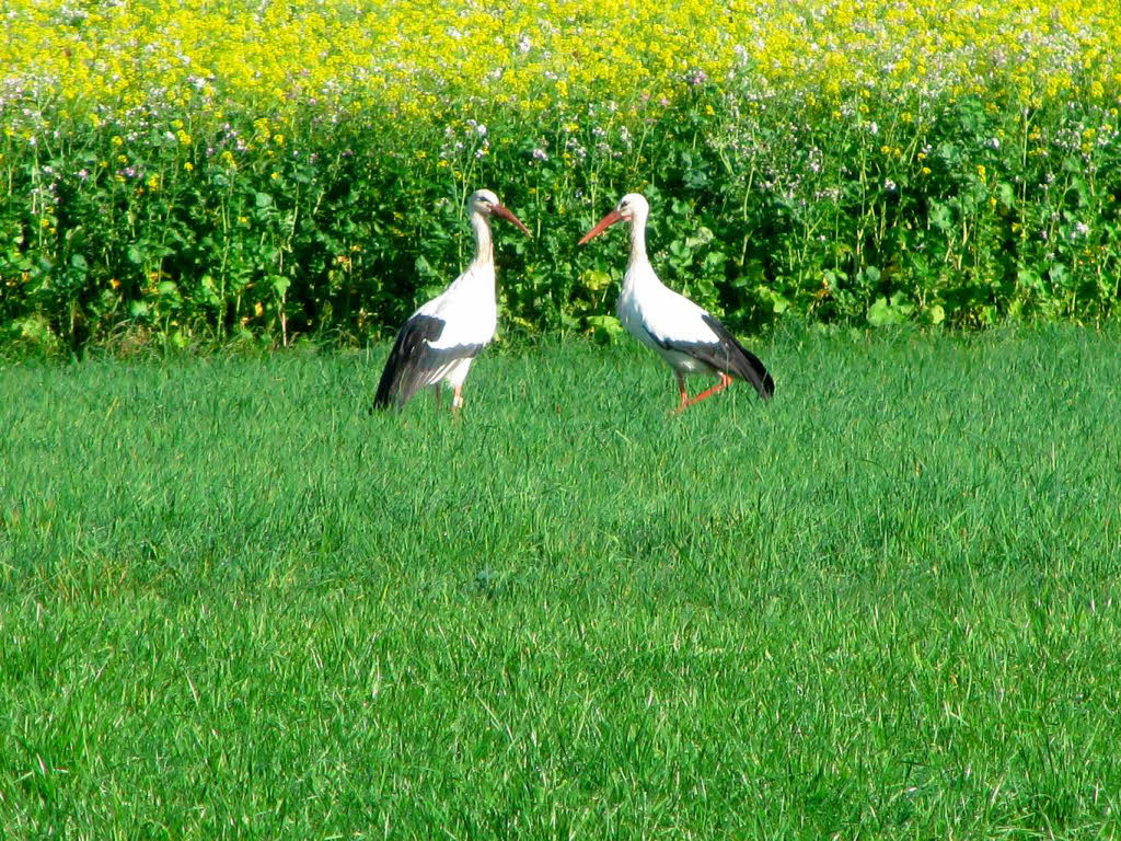 Oktober: Treffen sich zwei Strche auf einer Wiese bei Bleibach...