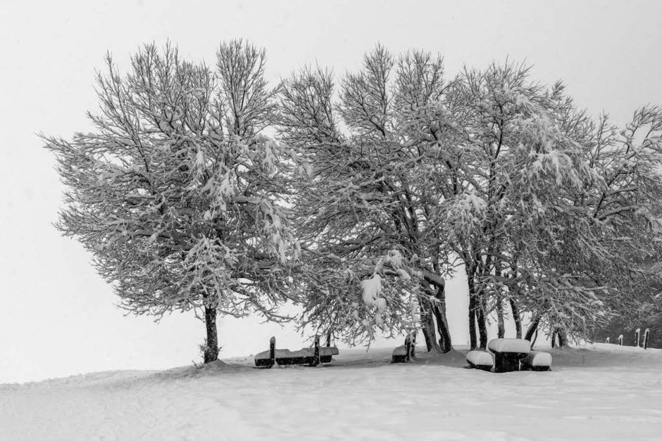 Frischer Schnee auf dem Schauinsland (Foto: Carlotta Huber) Frischer Schnee auf dem Schauinsland (Foto: Carlotta Huber)